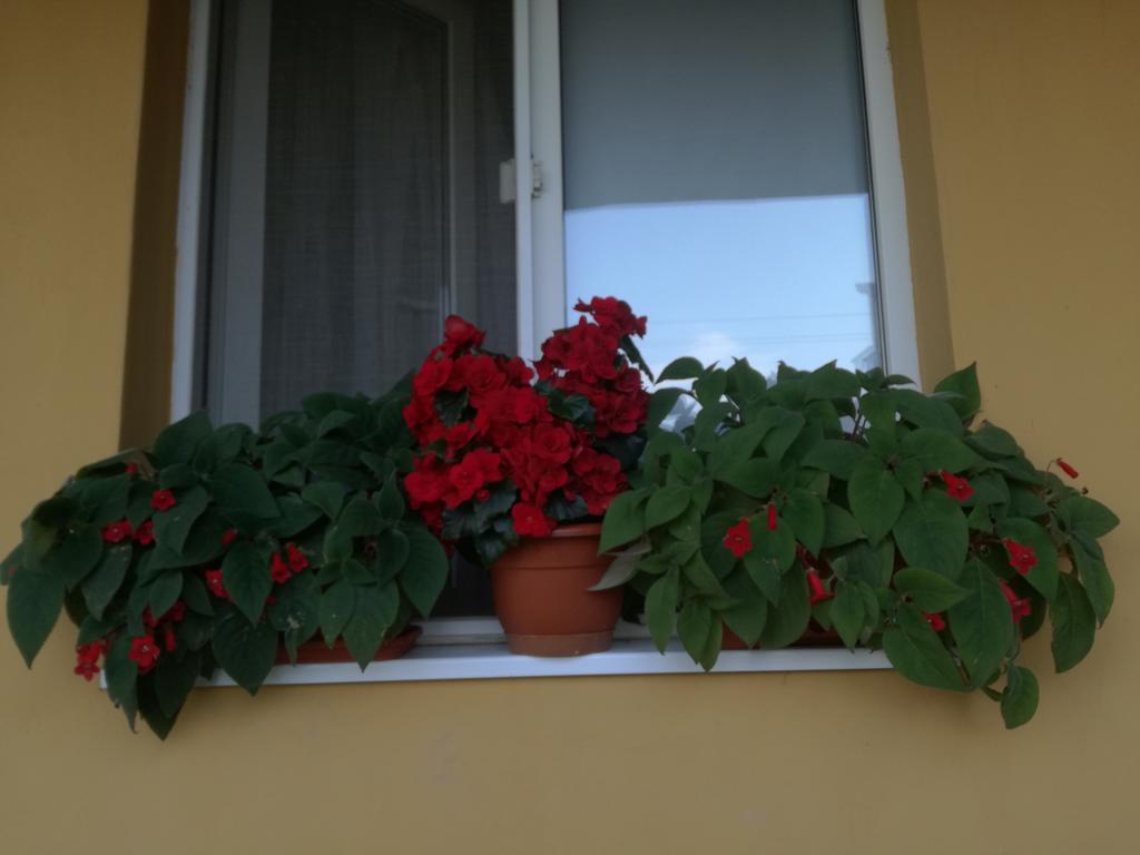 Pensiunea Vladut Timişoara Extérieur photo